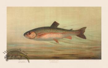 Rainbow Trout